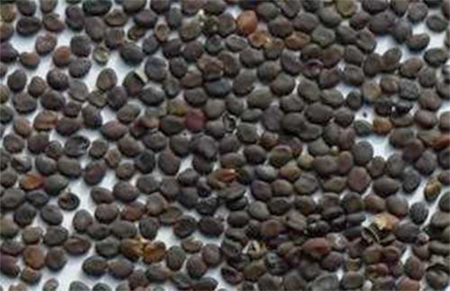 金银花有哪些繁殖方法