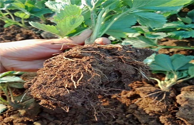 草莓幼苗怎么挑选