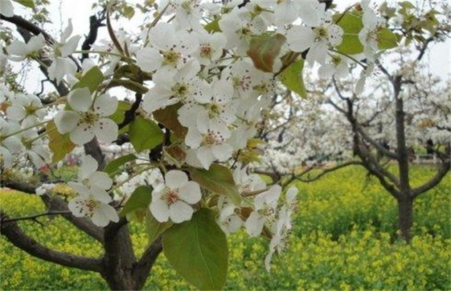 梨树反季节开花怎么回事