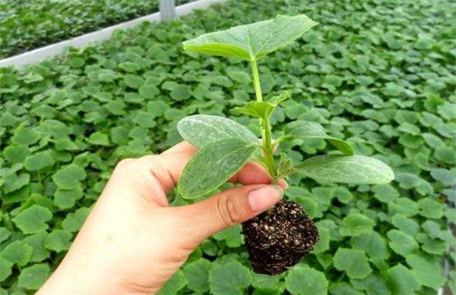 嫁接苗死秧是什么原因