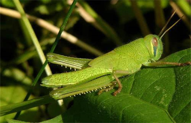 蝗虫出现的原因