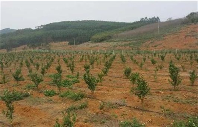 果园土壤改良方法