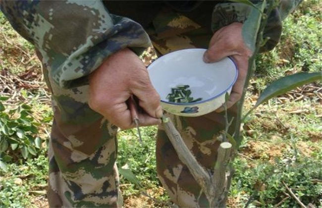 柚树嫁接后该怎么管理