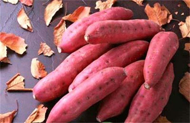 红薯根腐烂是什么原因