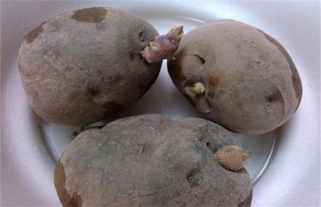土豆播种后腐烂原因