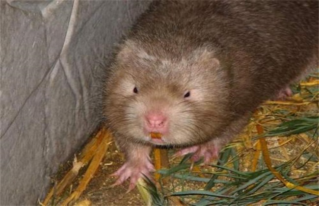 竹鼠养殖风险有哪些