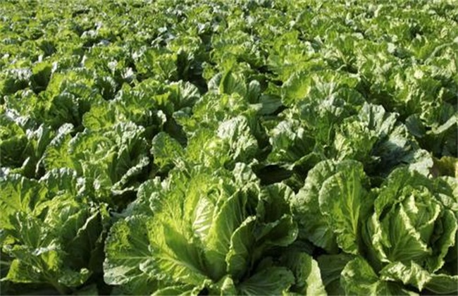 大白菜价格现低谷是怎么回事