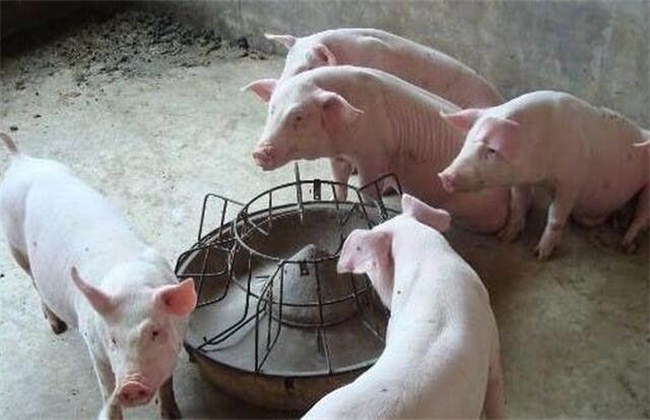 猪肉价格上涨原因