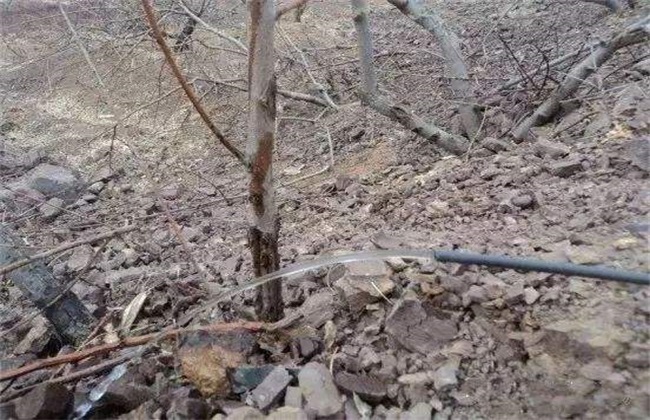 果树冬灌什么时间最好