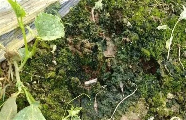 大棚土壤长青苔原因及解决方法