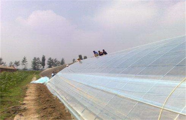 蔬菜大棚棚膜上起雾滴该怎么解决