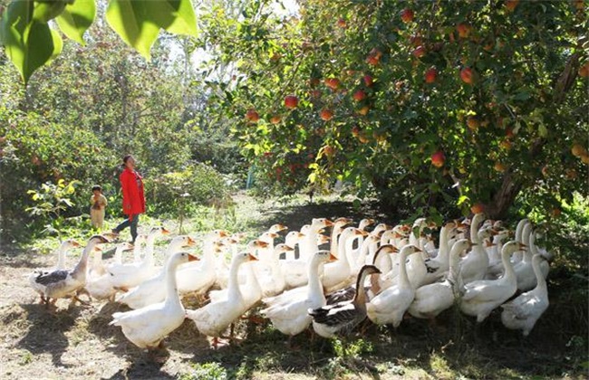 家禽生态养殖常见模式