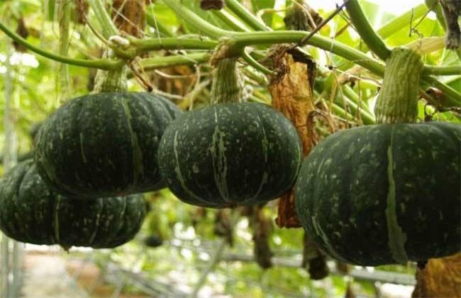 种一亩南瓜利润多少