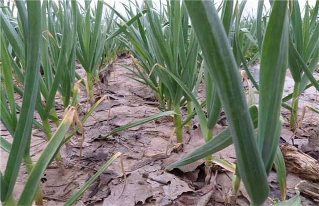 种植一亩大蒜利润多少