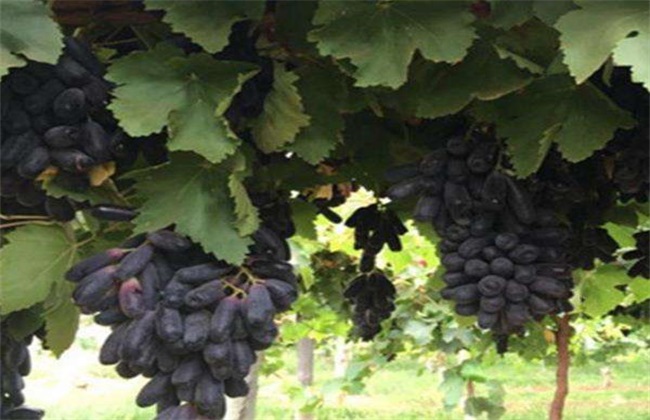 蓝宝石葡萄成本及利润