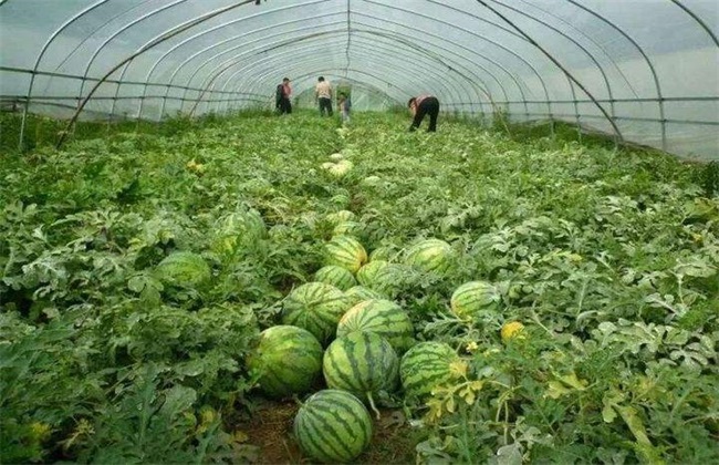 种10亩西瓜能赚多少钱