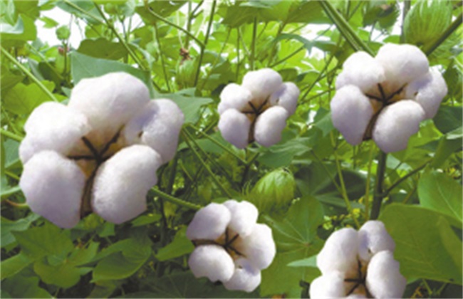 种10亩棉花大概投资多少钱