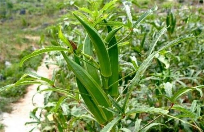 一亩秋葵的利润有多少