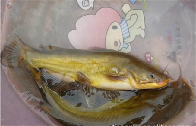 黄颡鱼养殖利润怎样