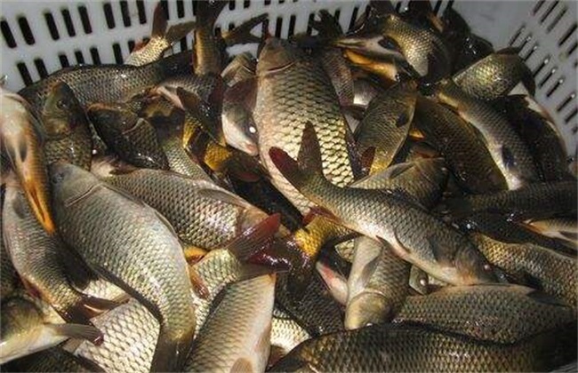 一亩地鲤鱼养殖利润