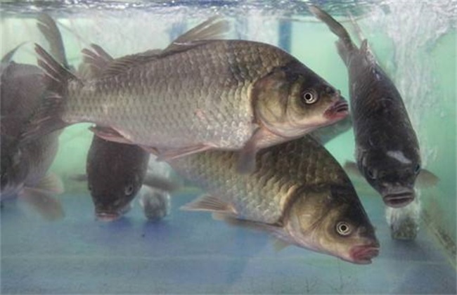 养殖一亩罗非鱼成本多少