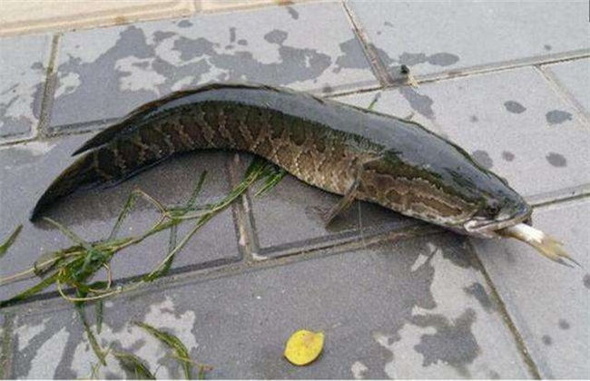 养10亩黑鱼的利润多少