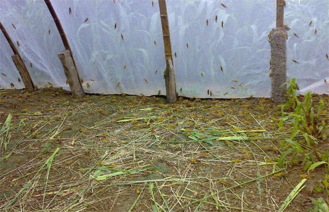 养一亩蚂蚱的利润