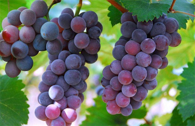 种植10亩葡萄前期投资