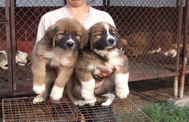 养10只肉狗的利润多少