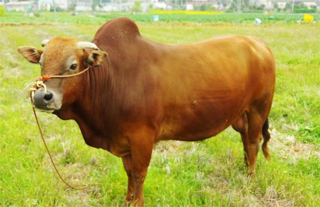 养20头黄牛一年赚多少钱