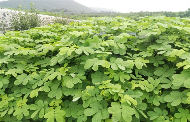 如何提高决明子的产量