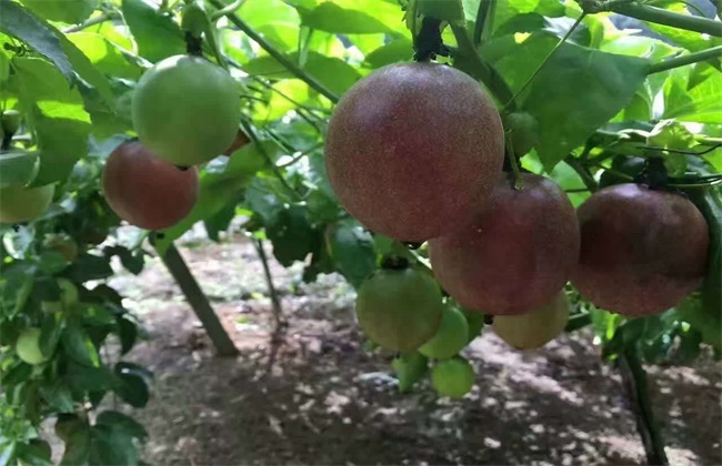 百香果的采收及保存方法