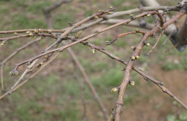怎么给桃树浇水