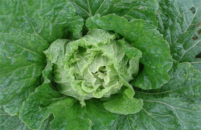 白菜的采收及贮藏方法