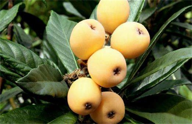 枇杷采收和贮藏方法