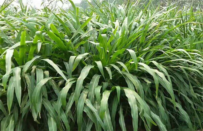 比较优质的几种牧草种植