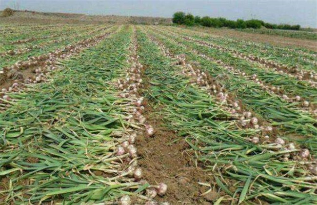 大蒜价格多少钱一斤