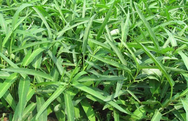 空心菜怎样采收