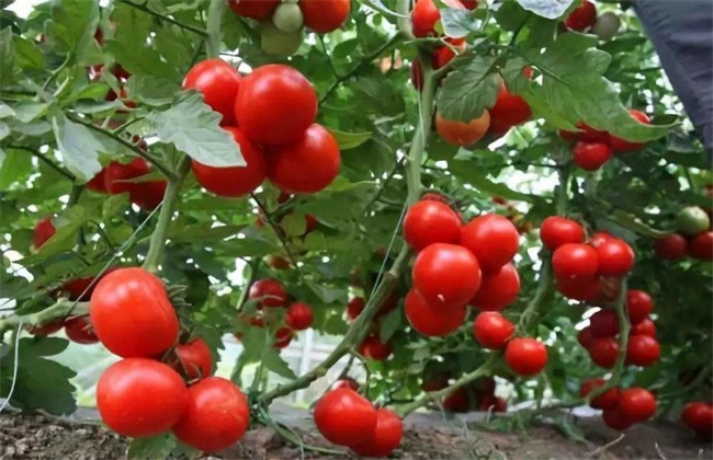 番茄该怎么贮藏保鲜