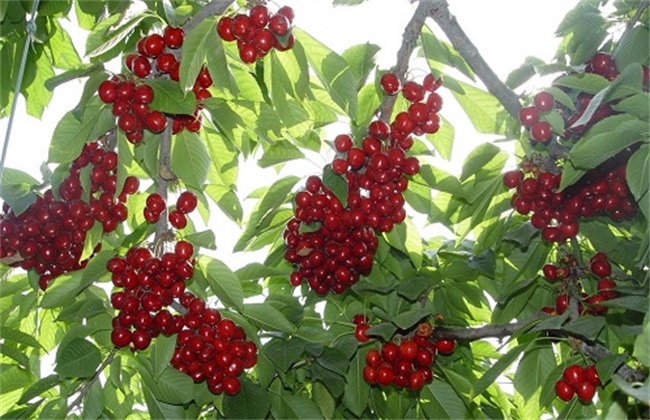 樱桃的采收与保存方法