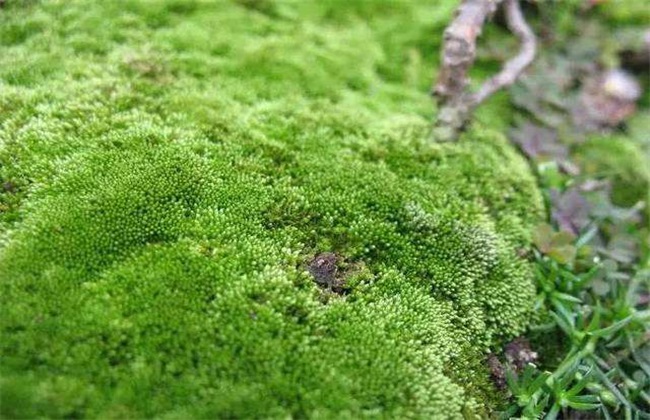 大棚长绿苔怎么办