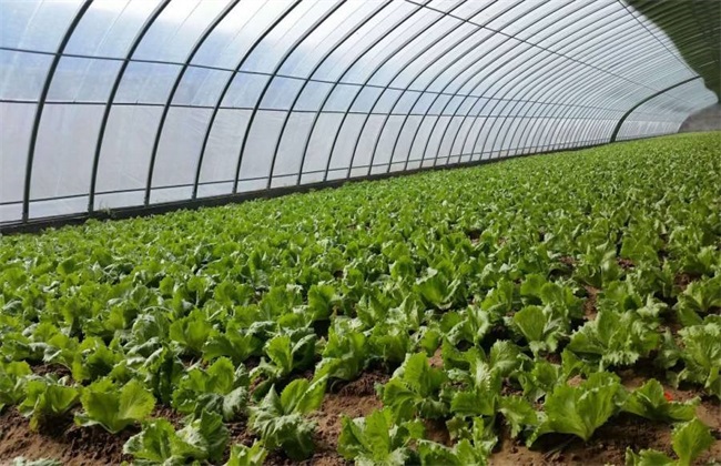 冬春季大棚作物整枝注意事项