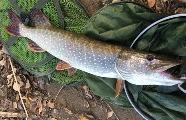 白斑狗鱼产量低的原因