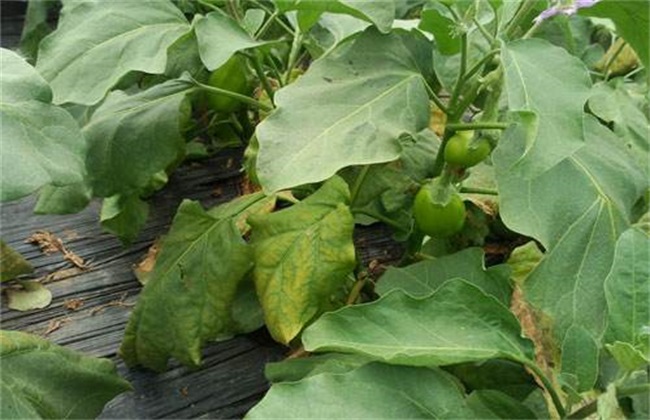 茄子叶子发黄怎么办