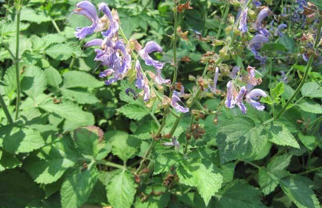 种植丹参的成本投资及经济效益