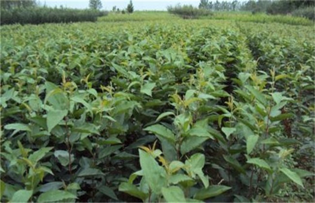 怎样选择木瓜苗