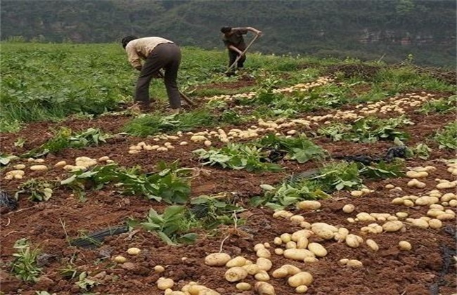 马铃薯冬季种植注意事项