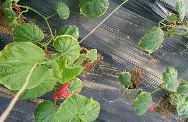 黄瓜冻害怎么办