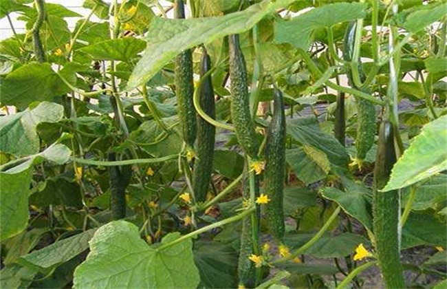 黄瓜的越冬管理方法