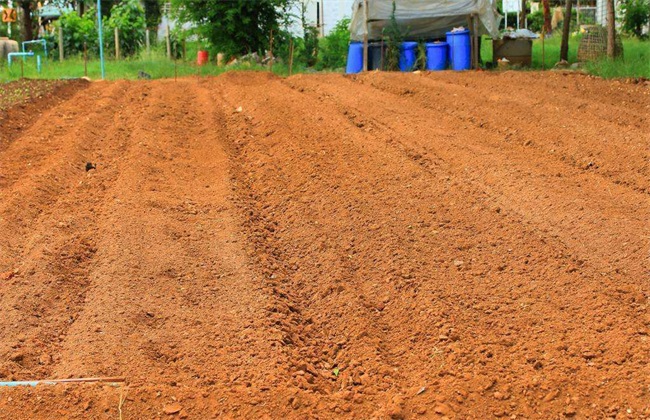 如何改良菜地土壤